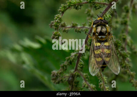 Makrofoto des Hoverfly auf einem Ast Stockfoto