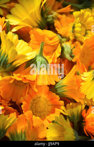 Gelb und gold Ringelblumen im Sonnenlicht, eignet sich für Pflanzen-Kalender-Seite Stockfoto