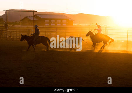 Ein Cowboy lassos eine Kuh bei einem Rodeo-Sonnenuntergang in Utah. Stockfoto