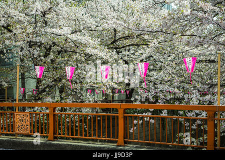Sakura Kirschblütenbäume blühen mit Festival Laternen entlang der Meguro Fluss, Japan, Asien. Stockfoto