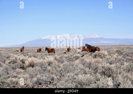 Band des Mustangs Weiden vor Berg Stockfoto