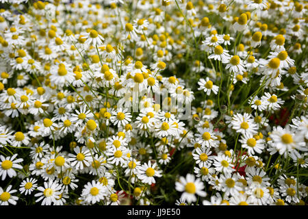 Matricaria Chamomilla auf Wildblumenwiese Stockfoto