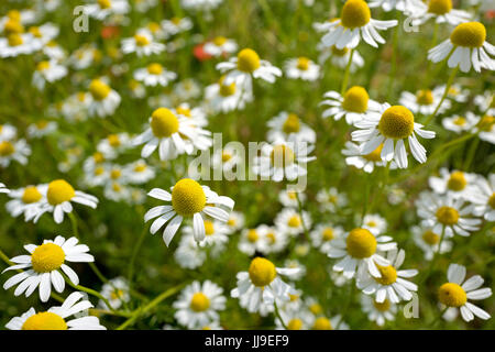 Matricaria Chamomilla auf Wildblumenwiese Stockfoto