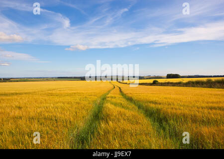 Reifenspuren in einem goldenen Gerstenfeld in den malerischen Yorkshire Wolds unter einem blauen Sommerhimmel Stockfoto