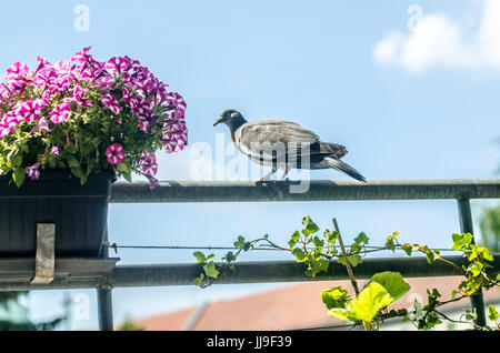Vogel auf Balkon Stockfoto
