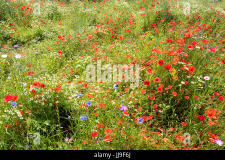 Wildblumenwiese im Sommer mit Mohn und Kamille Stockfoto