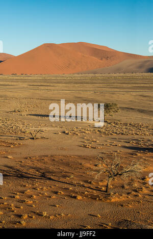 Baum bei Sonnenaufgang, Namibia von Düne 45 gesehen Stockfoto