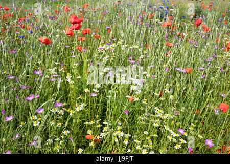 Wildblumenwiese im Sommer mit Mohn und Kamille Stockfoto