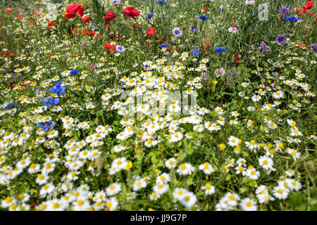 Wildblumenwiese im Sommer mit Mohn und Kamille Stockfoto