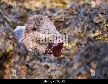 Ein Otter (Lutra Lutra) Essen eine große Lumpsucker, es einfach ist, gefangen, Shetland, UK Stockfoto