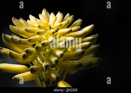 Ein Turm aus Blumen Stockfoto