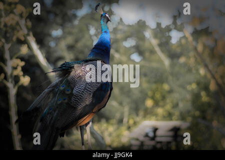 Eine ruhende Pfau Stockfoto