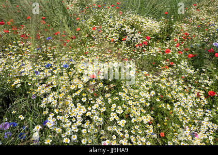 Wildblumenwiese im Sommer mit Mohn und Kamille Stockfoto