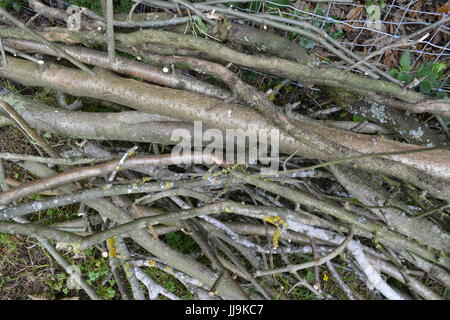 Ordentlichen Haufen Holz Holz Äste Stecklinge auf dem Boden in einem englischen Garten Stockfoto