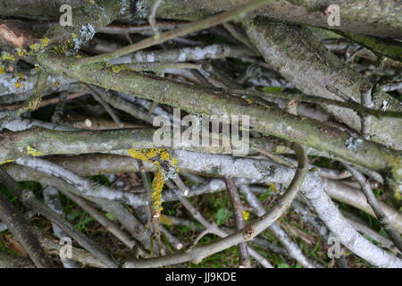 Ordentlichen Haufen Holz Holz Äste Stecklinge auf dem Boden in einem englischen Garten Stockfoto