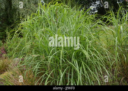 Große dekorative Miscanthus Sinensis Graziella Ziergras im Garten Stockfoto