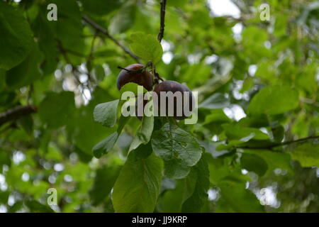 Reif Victoria Pflaumen wachsen in einem Bündel auf einem Baum re Obstbäume Sommer Obst gemeinsamen Obst Garten- und fünf ein Tag Stockfoto