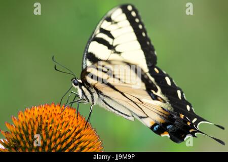 Gelbe eastern Tiger swallowtail butterfly Fütterung auf Kegel Blume aus meinem Hinterhof Stockfoto