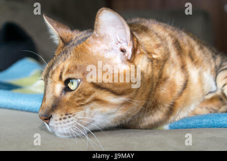 Erwägend, Bengalkatze blickt zurück Stockfoto