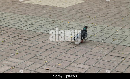 Europäische Taube ist auf dem Bürgersteig. Stockfoto