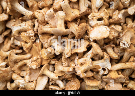 Nahaufnahme Bild der Pilze Steinpilze Wald Stockfoto