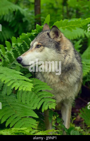 Grauer Wolf (Canis Lupus} Gefangenschaft angehoben Erwachsener, Minnesota Wild Verbindung, Sandstein, Minnesota, USA Stockfoto