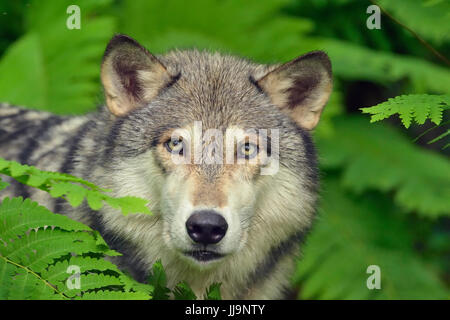 Grauer Wolf (Canis Lupus} Gefangenschaft angehoben Erwachsener, Minnesota Wild Verbindung, Sandstein, Minnesota, USA Stockfoto