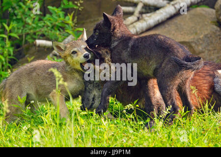 Grauer Wolf (Canis Lupus} Gefangenschaft angehoben-schwarz-Morph Erwachsene und Jungtiere, Minnesota Wild Verbindung, Sandstein, Minnesota, USA Stockfoto