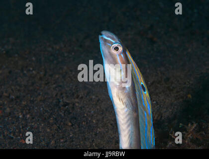 Schlange Blenny ((Xiphasia Setifer) ergibt sich aus dem Meeresboden seine Rückenflosse Farben anzeigen. Lembeh Straße, Indonesien. Stockfoto