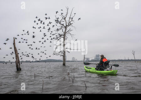 Mann im Kanu beobachten Vögel von den Bäumen ins Wasser getaucht Stockfoto