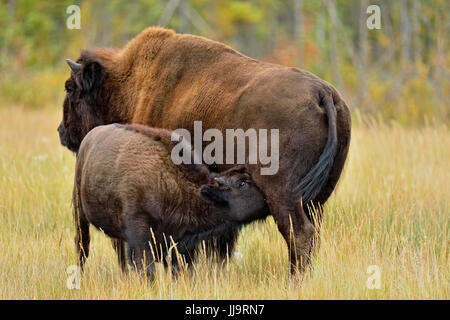 Holz-Büffel/Bison (Bison Bison Athabascae) spät-Sommer Kalb Pflege mit Mutter, Mackenzie Management Bereich, Nordwest-Territorien, Kanada Stockfoto