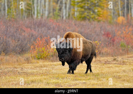 Holz-Bison/Büffel (Bison Bison Athabascae) am Straßenrand Bull im Herbst, Behchoko, Nordwest-Territorien, Kanada Stockfoto