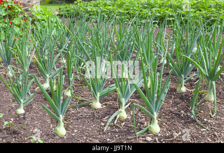 Reihen von großen Zwiebeln wachsen in einem Gemüsegarten. Stockfoto