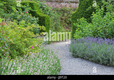 Gebogene Stein Weg zwischen lila und weißen Lavendel Blüten führt zu einem Tor, Hecke, in einem Sommer-englischen Cottage-Garten. Stockfoto