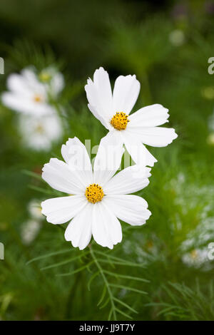 Cosmos Bipinnatus 'Reinheit' Blumen. Stockfoto