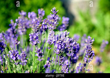 Biene Landung auf lila Lavendel Blumen Stockfoto