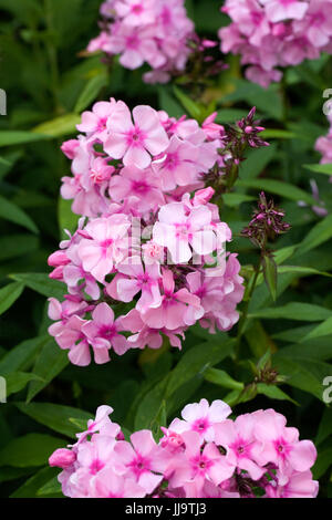 Phlox Paniculata blüht. Stockfoto