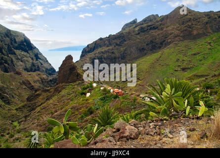 Valley View in Masca auf Teneriffa, Kanarische Inseln Stockfoto