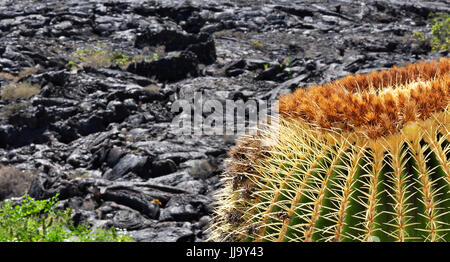 Riesige Kakteen in einem vulkanischen Ort - Lanzarote, Spanien Stockfoto