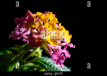 Spanische Flagge (Lantana Camara) Stockfoto