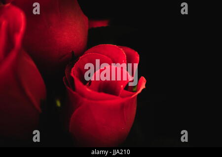 Haufen von schönen Rosenblüten auf einem dunklen Hintergrund. Stockfoto
