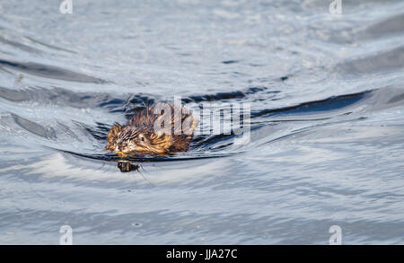 Bisamratte (Ondatra Zibethicus) schwimmt im reflektierenden und funkelnden klaren blauen Wasser entlang Stockfoto