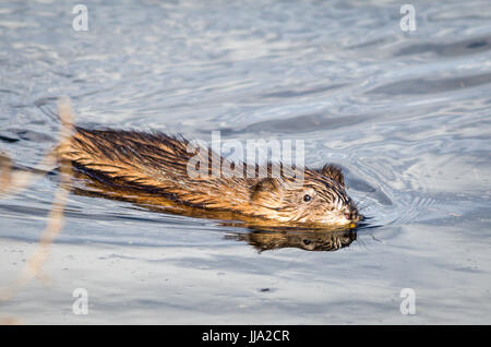 Bisamratte (Ondatra Zibethicus) schwimmt im reflektierenden und funkelnden klaren blauen Wasser entlang Stockfoto