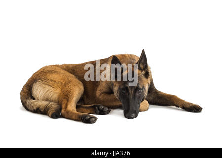 Eine junge männliche Belgische Malinois Welpen isoliert auf weißem Hintergrund Stockfoto