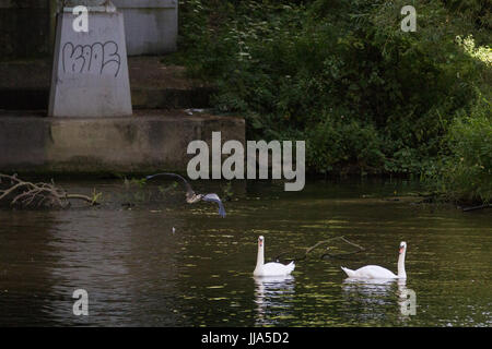 Bray, UK. 18. Juli 2017. Ein paar Schwäne und Reiher auf der Themse. Bildnachweis: Mark Kerrison/Alamy Live-Nachrichten Stockfoto
