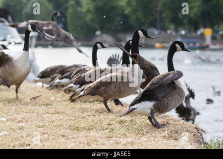 Eton, UK. 18. Juli 2017. Kanadagänse die Themse auf der Wiese Brocas. Bildnachweis: Mark Kerrison/Alamy Live-Nachrichten Stockfoto