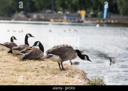 Eton, UK. 18. Juli 2017. Kanadagänse die Themse auf der Wiese Brocas. Bildnachweis: Mark Kerrison/Alamy Live-Nachrichten Stockfoto