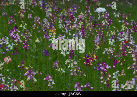 Löwenmaul Blumen im Sommer Stockfoto