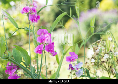 Lathyrus Latifolius. Mehrjährige Erbse oder ewige Erbse in einem englischen Garten. UK Stockfoto