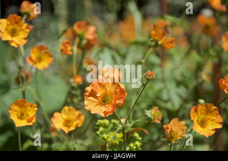 Geum Prinses Juliana Stockfoto